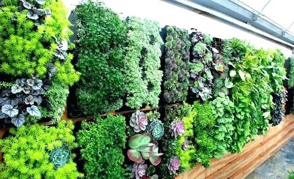 plants for living walls
