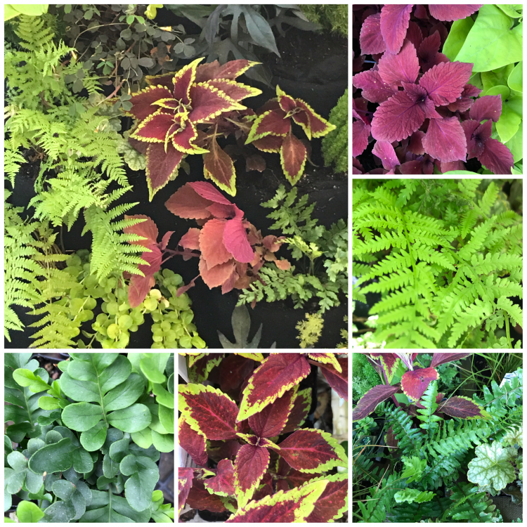 Tropical Living Wall plants