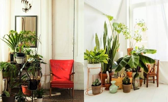 living room with plants